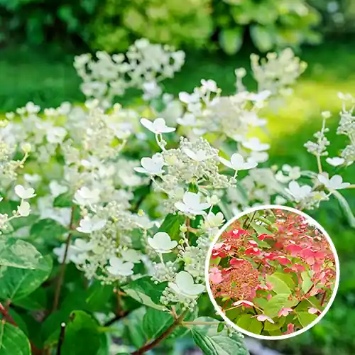 Professionele kwaliteit - Hydrangea paniculata Early Sensation