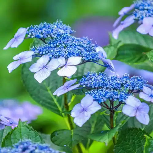 Hydrangea serrata Blue Deckle | Bespaar meer