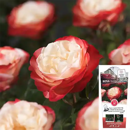 Rosa Nostalgie - Net toegevoegd