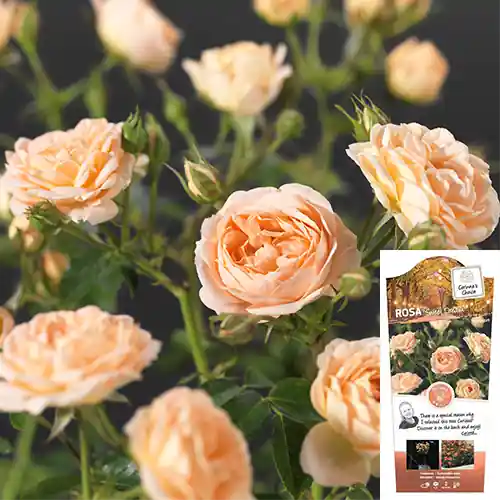 Koop vandaag | Rosa Sweet Dream
