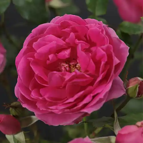 Rosa Pink Cloud - Direct van de fabrikant