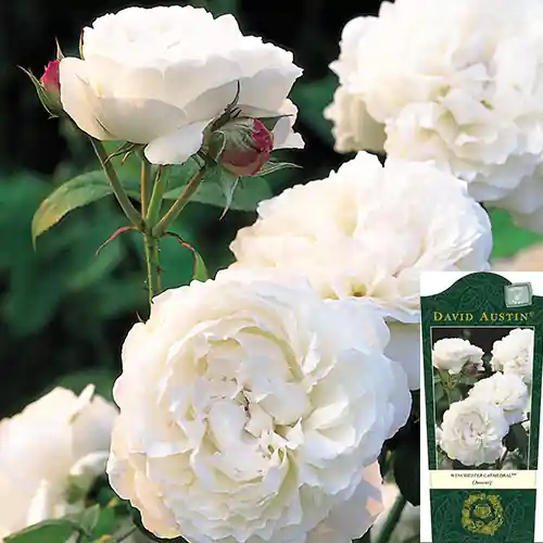 Rosa Winchester Cathedral - Zeer goed beoordeeld