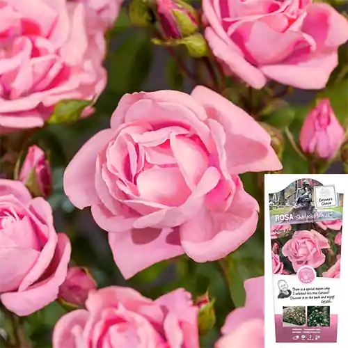 Rosa Sherlock Holmes - Shop nu