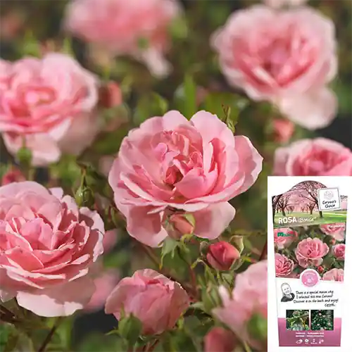 Hoge kwaliteit - Rosa Bonica