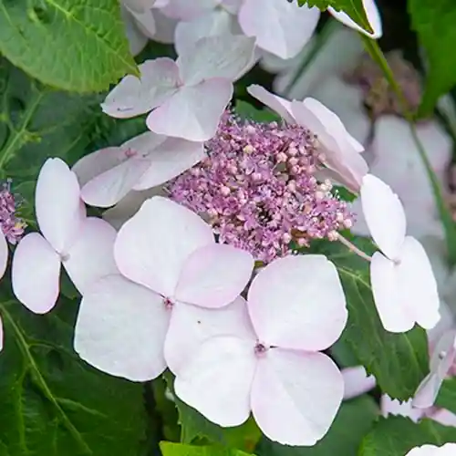 Hydrangea macrophylla Lanarth White - Koop vandaag