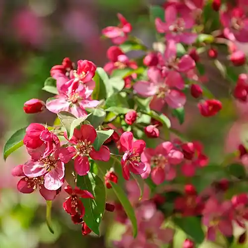 Malus toringo Scarlett | Prijsverlaging