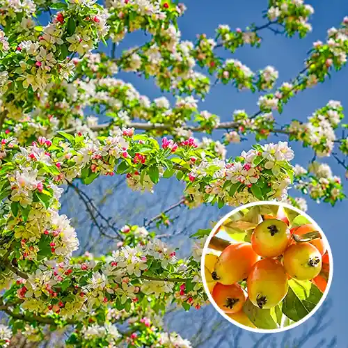Klantfavoriet | Malus John Downie