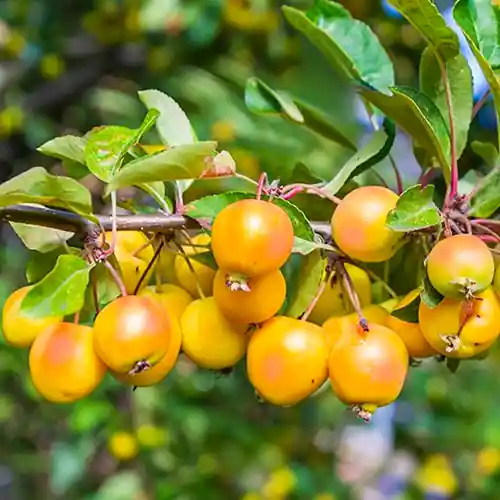 Populair | Malus Wintergold