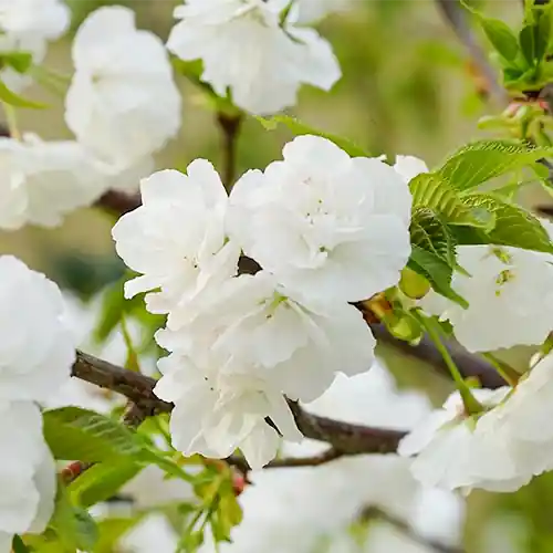 Prunus serrulata Ukon - Bestseller