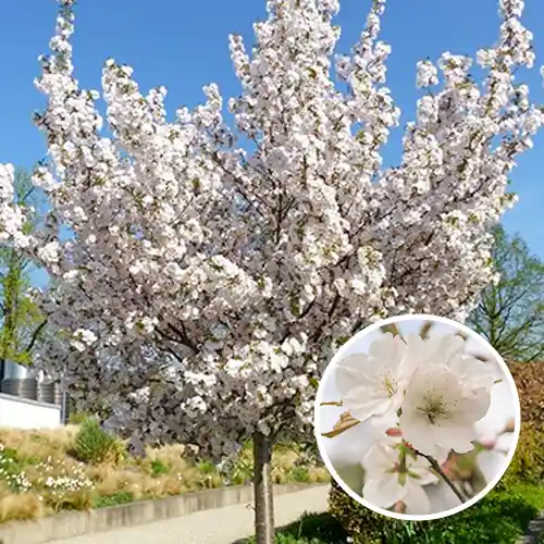 Actie - Prunus Sunset Boulevard