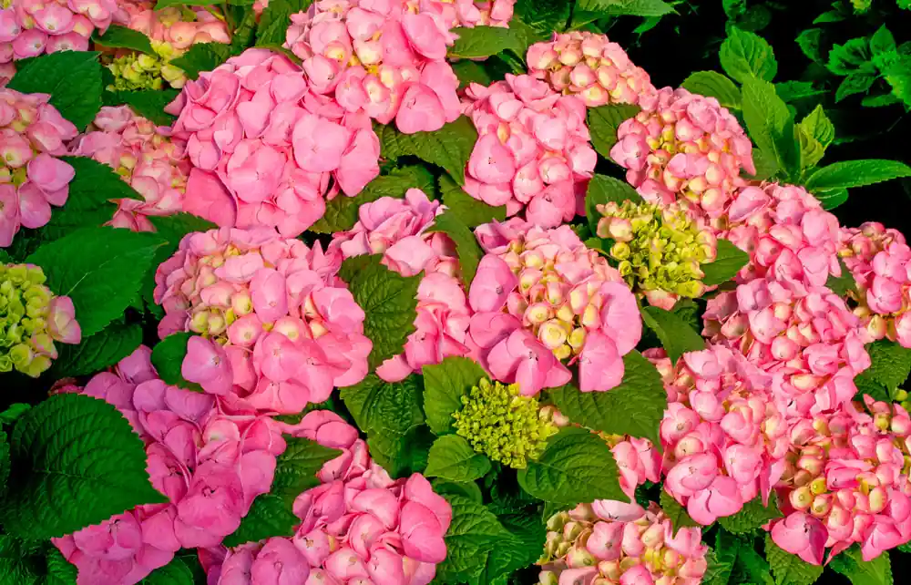 Hydrangea Endless Summer Bloomstar Roze - Veel gekozen
