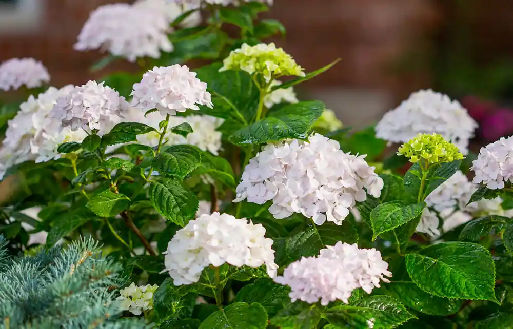 Bespaar meer | Hydrangea Endless Summer The Bride