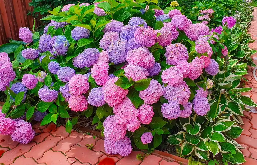 Voordeelprijs - Hydrangea Endless Summer The Original Roze