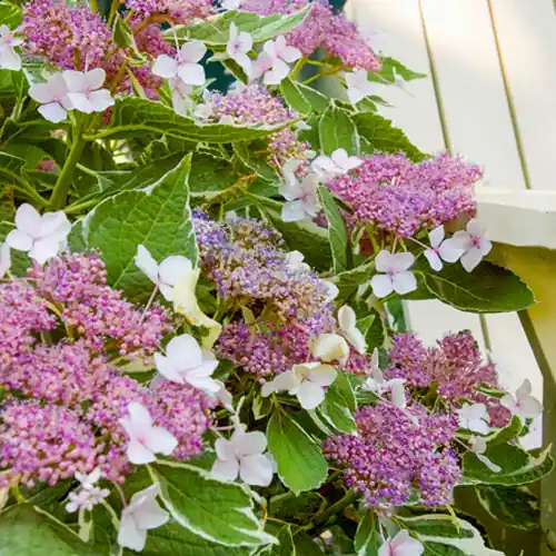 Bestelbaar - Hydrangea macrophylla Light-O-Day