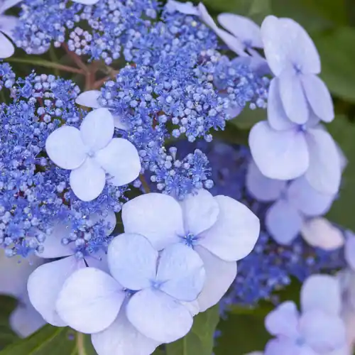 Spoedlevering - Hydrangea Endless Summer Twist-n-Shout Blauw