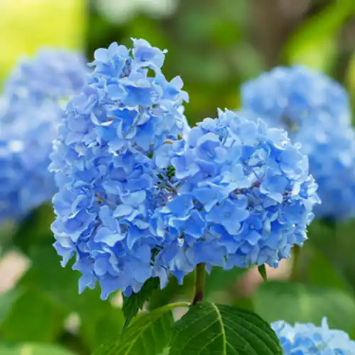 Hortensia ‘Little XS Blue‘ | Nu beschikbaar