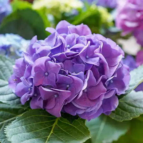 Deal - Hortensia ‘Little XS Purple‘