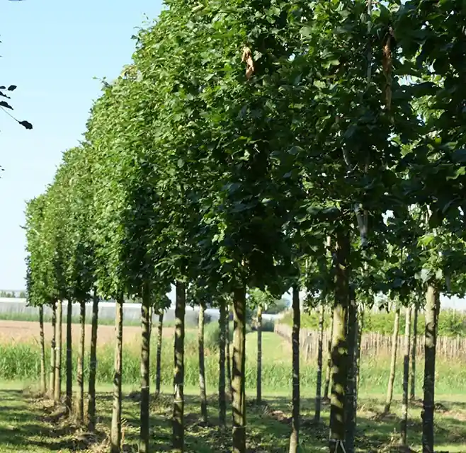 Oude Leicarpinus | Rechtstreeks van de fabrikant