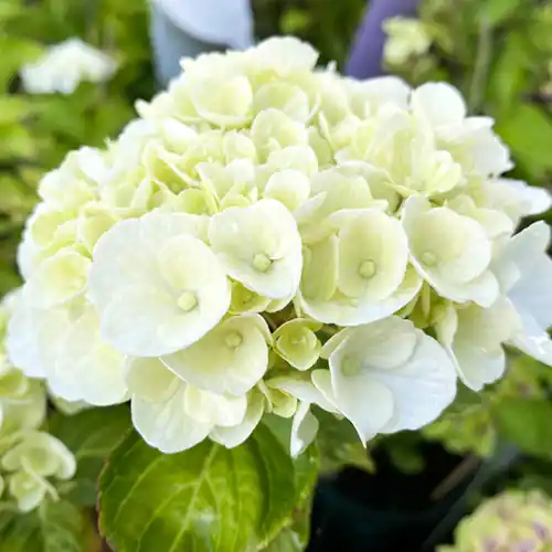 Hydrangea Magical Noblesse - Bestel vandaag