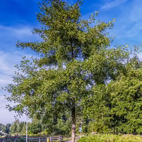 Nieuw binnen | Oude Els
