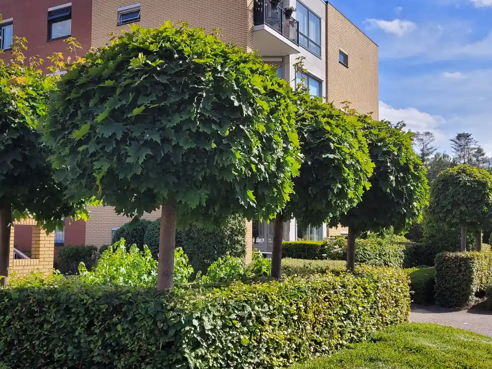 Extra voordeel | Bolesdoorn