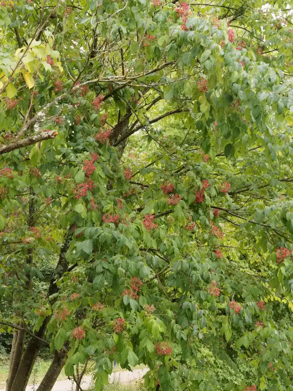 Bijenboom | Voordeelprijs