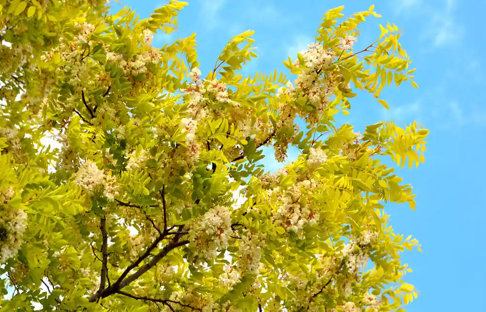 Topdeal - Robinia pseudoacacia Frisia