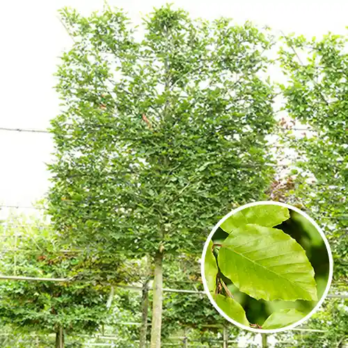 Oude Groene leibeuk - Zolang de voorraad strekt