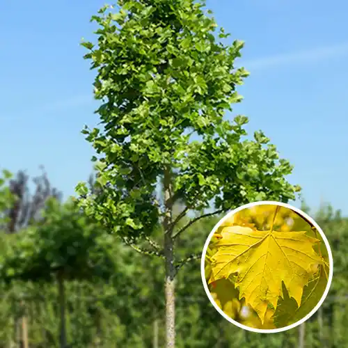 Prijsverlaging - Oude Plataan gekandelaberd