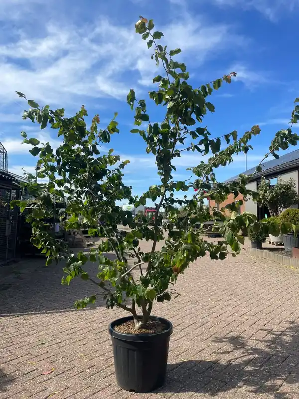 Rechtstreeks van de fabrikant - Meerstammige Parrotia Persica