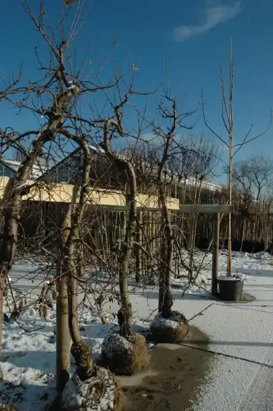 Erg populair | Oude appelboom Jonagold