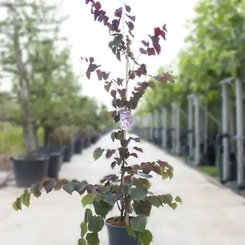 Nog maar enkele beschikbaar - Judasboom Forest Pansy