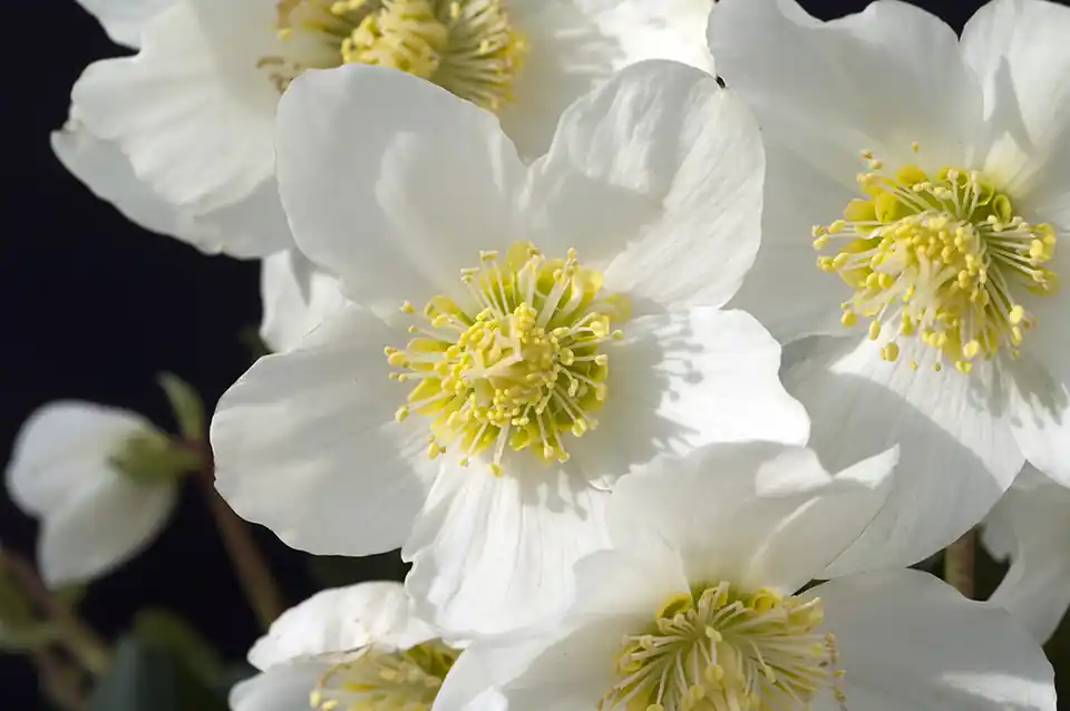Nog enkele stuks | Helleborus Niger Christmas Carol