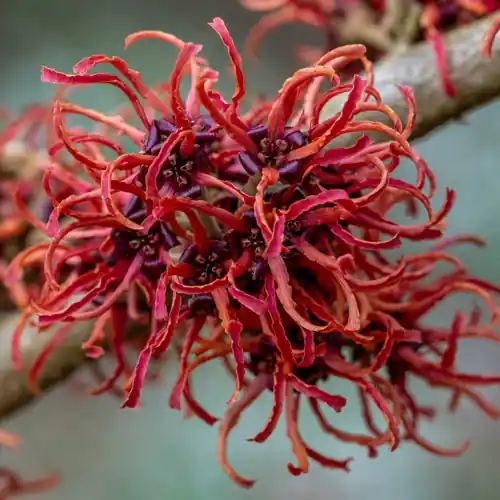 Veilige betaling - Hamamelis Rubin