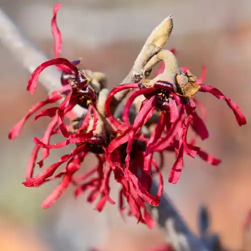 Hamamelis Diane - Laatste dagen