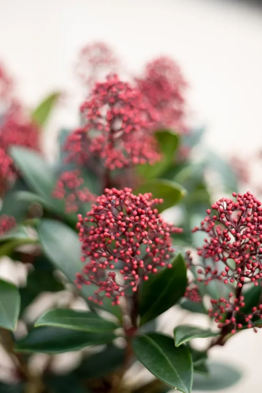 Snelle verzending | Skimmia japonica Rubella