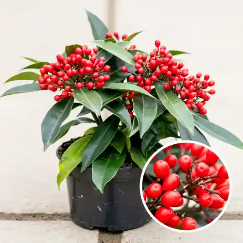 Direct bestellen - Skimmia japonica Reevesiana