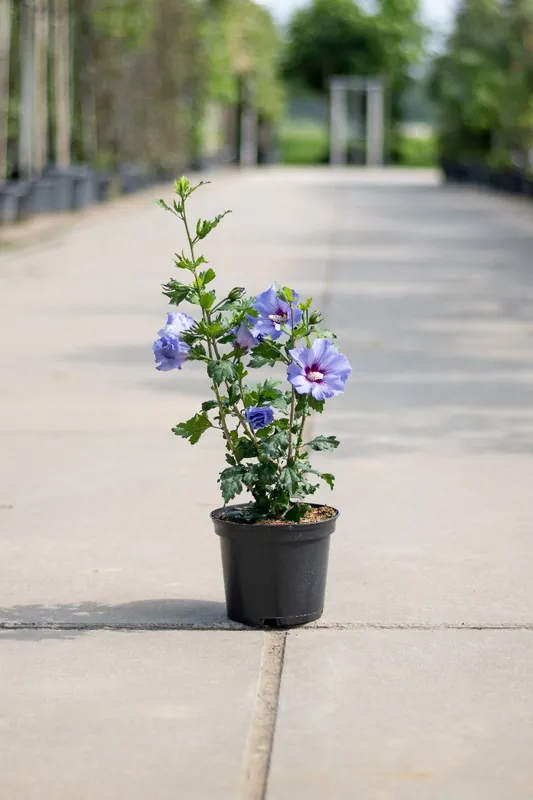 Bestelbaar | Hibiscus syriacus Marina