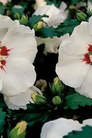 Actie loopt bijna af | Hibiscus syriacus Red Heart
