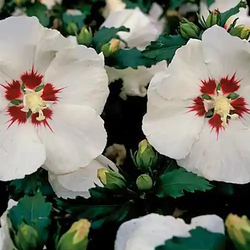 Actie loopt bijna af | Hibiscus syriacus Red Heart