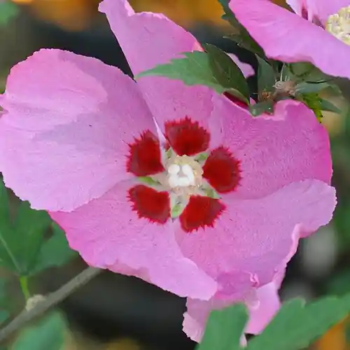 Hibiscus syriacus Woodbridge | Profiteer nu