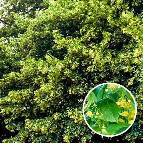 Tijdelijke actie | Meerstammige Tilia Cordata