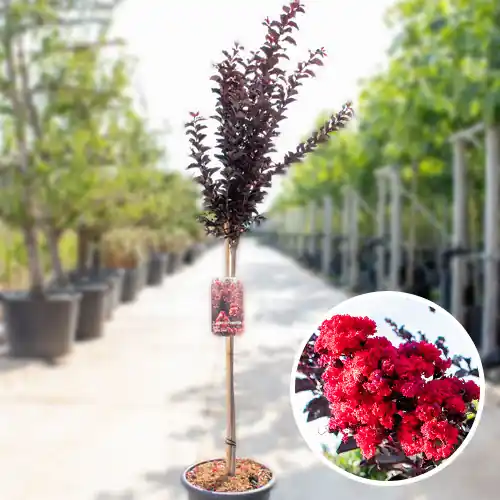 Actieprijs - Lagerstroemia Best Red