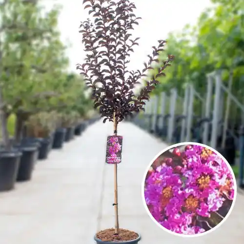 Lagerstroemia Lavender Lace | Speciale deal