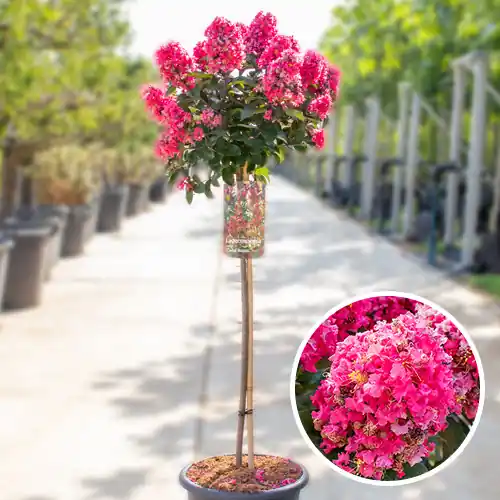 Bespaar nu | Lagerstroemia Coral Magic
