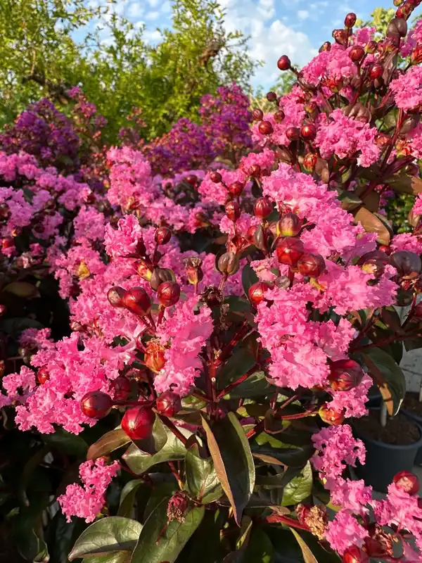 Veel gekozen | Lagerstroemia Indica Rhapsody in pink