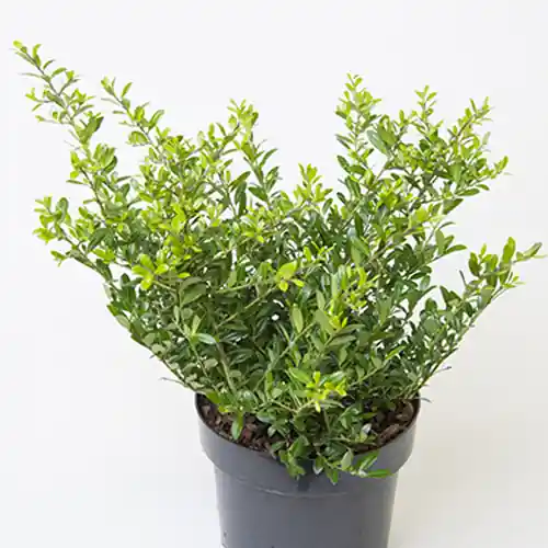 Nog enkele stuks | Ilex crenata Glory Gem