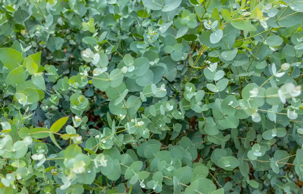 Direct bestellen | Eucalyptus