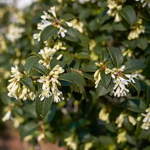 Osmanthus Burkwoodii | Premium