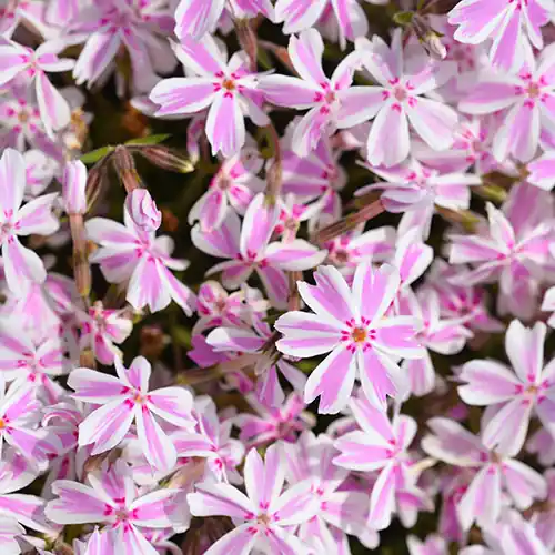Phlox Candy Stripes | Direct beschikbaar